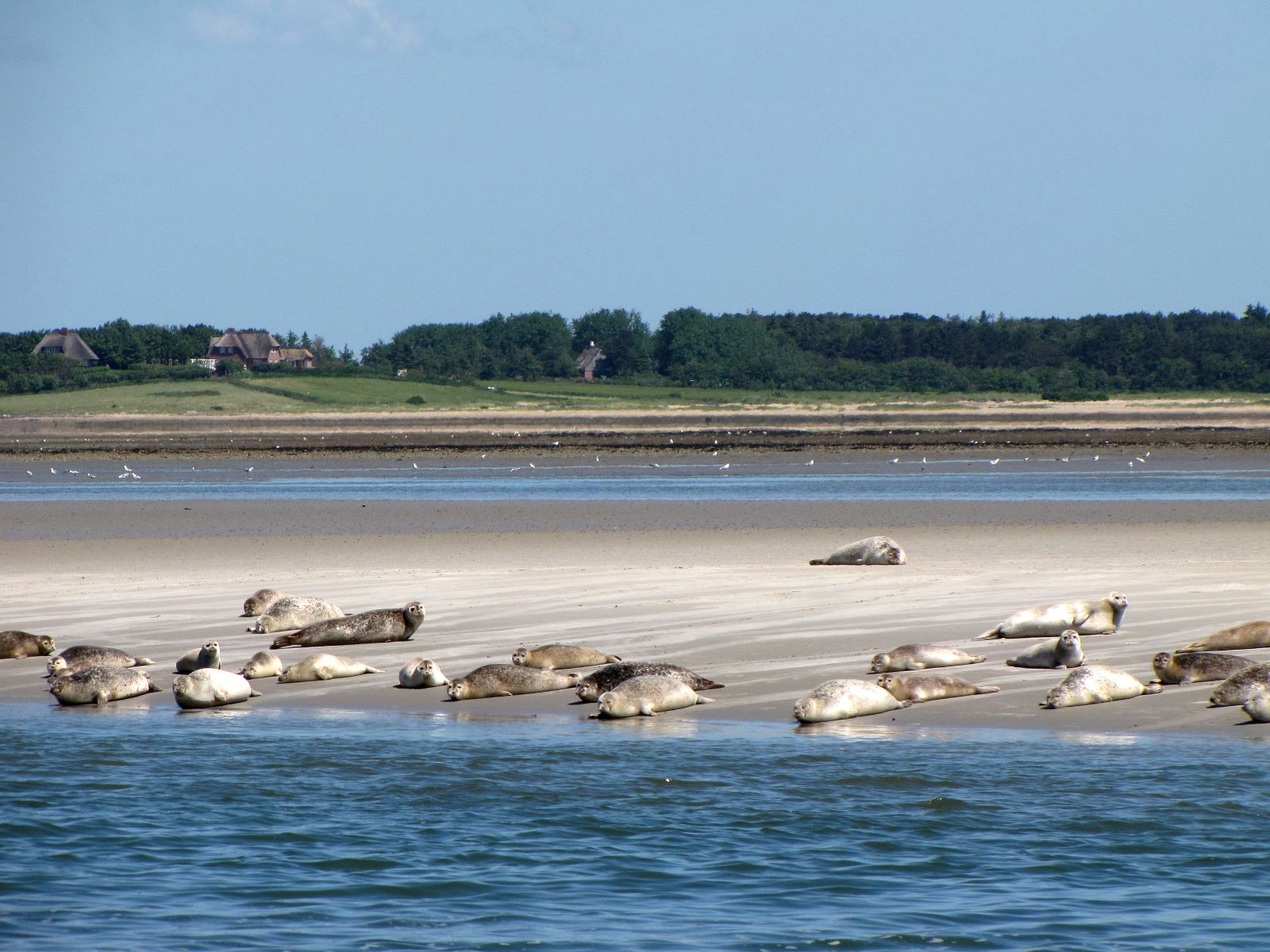 Seals at Amrum