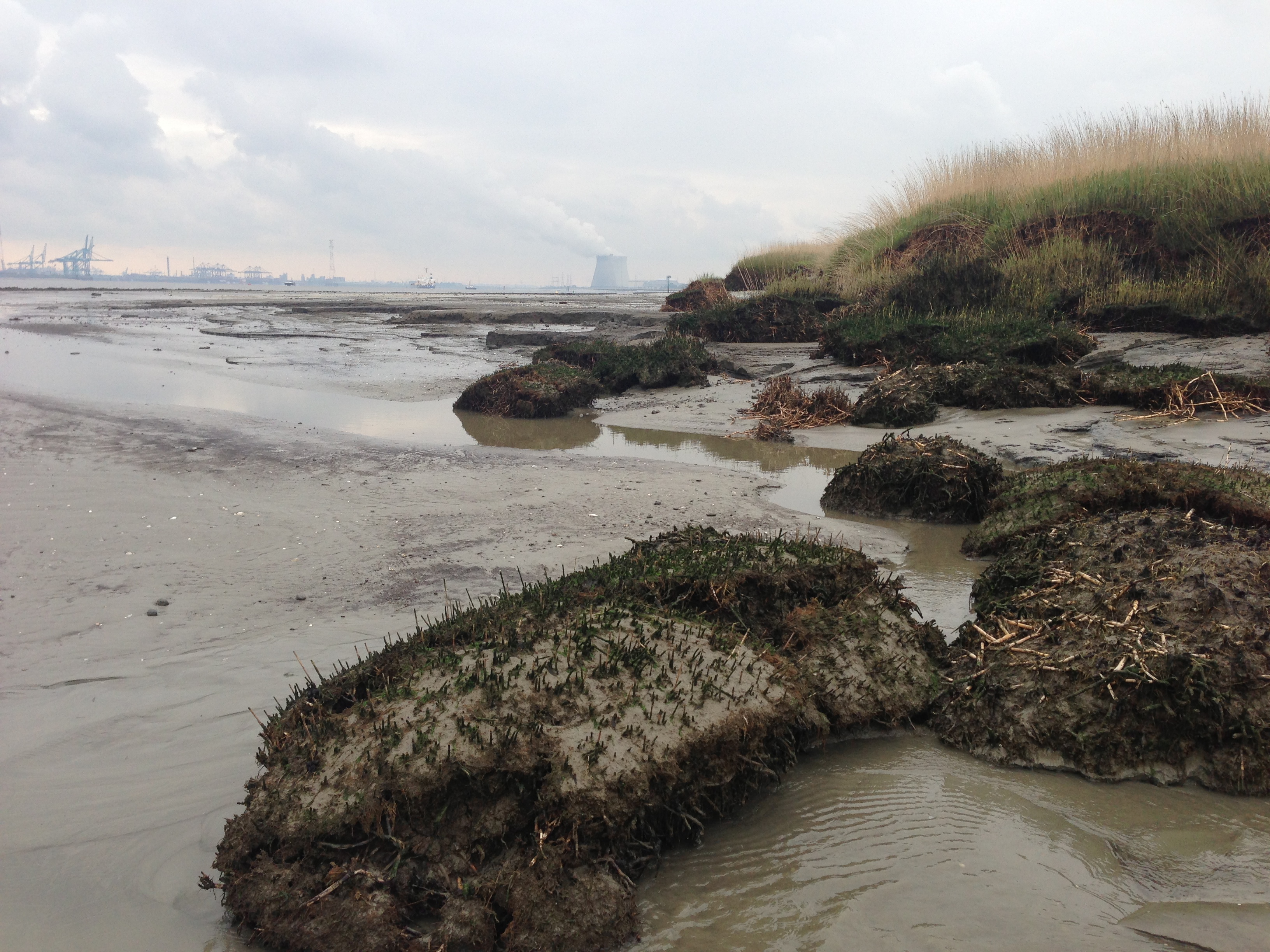 Erosion Shore, Drowned Land of Saeftinghe
